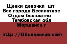 Щенки девочки 4шт - Все города Бесплатное » Отдам бесплатно   . Тамбовская обл.,Моршанск г.